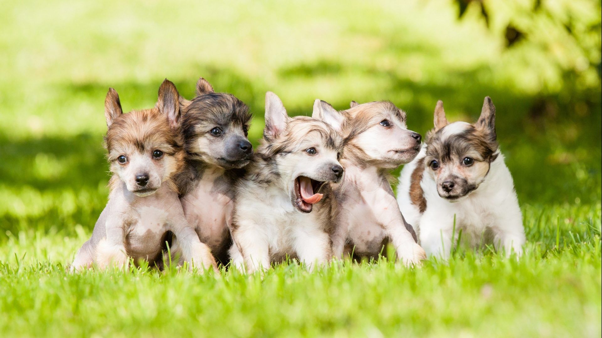 Cute Dogs And Puppies Wallpaper New Tab Yummytabs