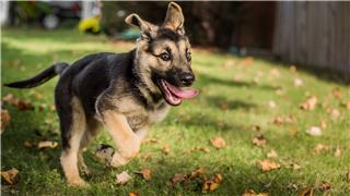 Cute Dogs and Puppies